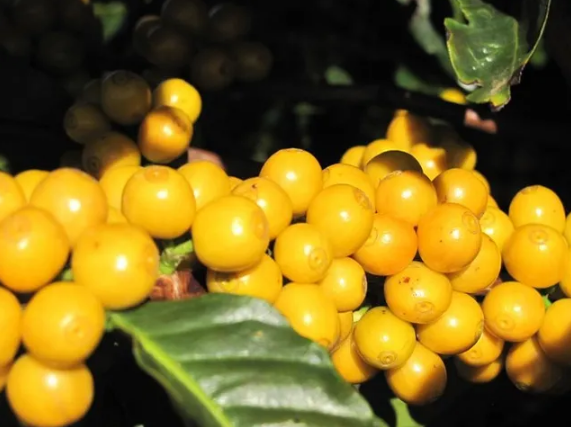 Bourbon coffee varieties