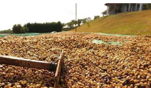 Pulped natural process