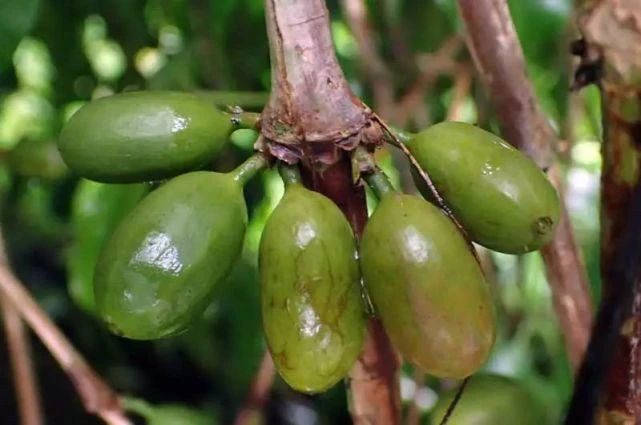 Longberry coffee beans showing their elongated shape