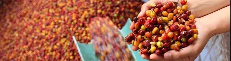 Coffee drying on raised beds