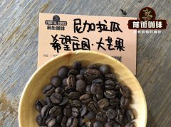 Nicaragua Specialty Coffee Nueva Segovia Region Hope Estate Mango Brew Flavor Performance