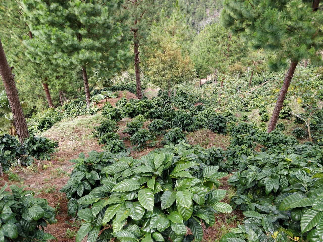 Finca Un Regalo de Dios Estate