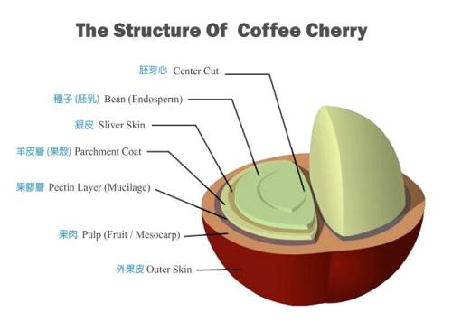 Coffee cherry structure