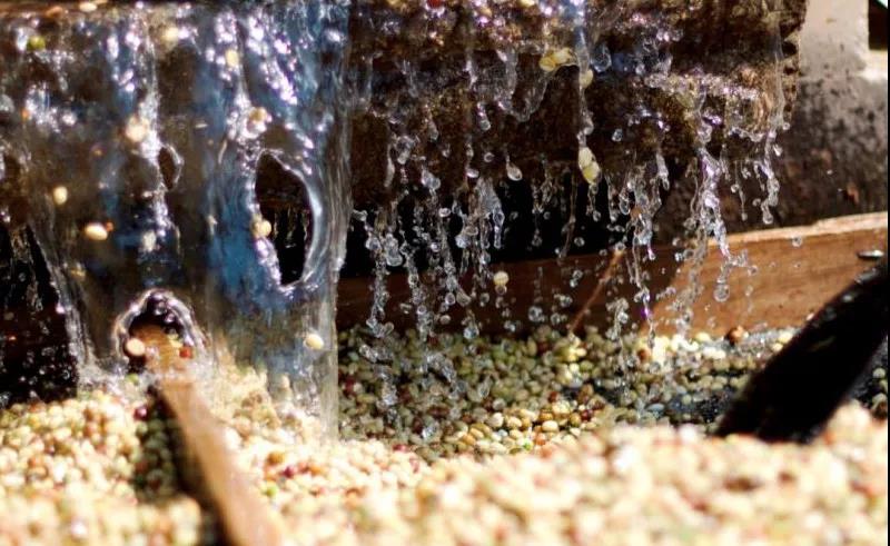 Coffee washing process