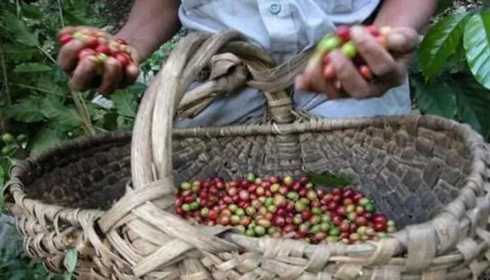Modern Cuban coffee farm