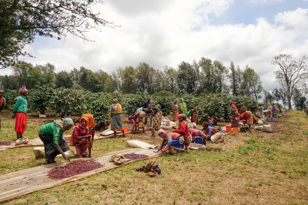 Mount Kilimanjaro Coffee Plantation