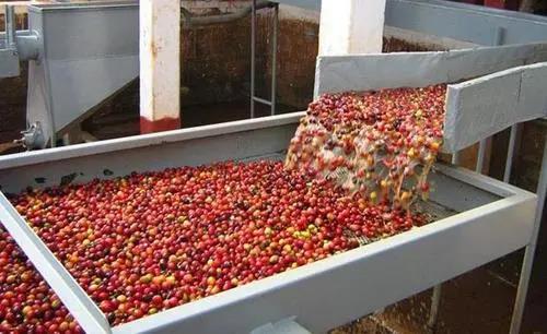 Washed Coffee Processing