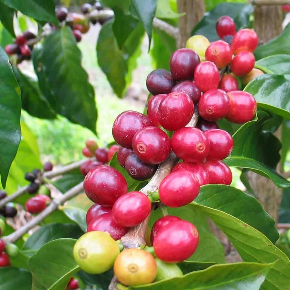 Bourbon Coffee Cherries