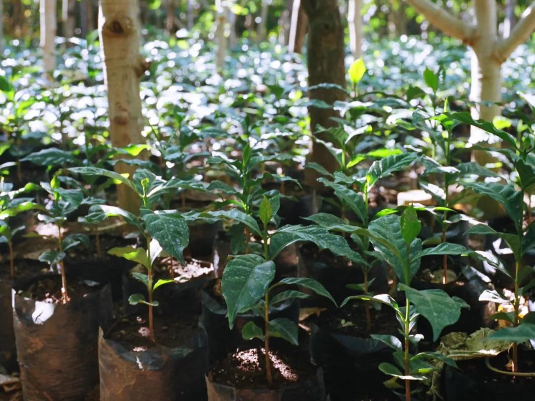 Coffee cultivation in Zimbabwe