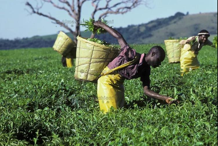 Mashonaland landscape in Zimbabwe