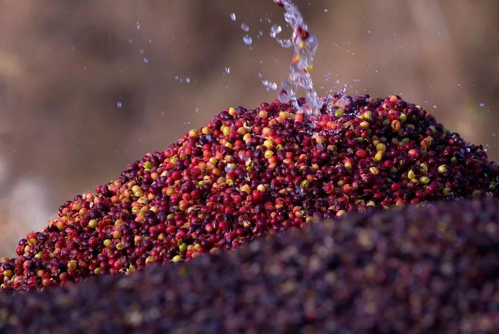 Washed coffee processing