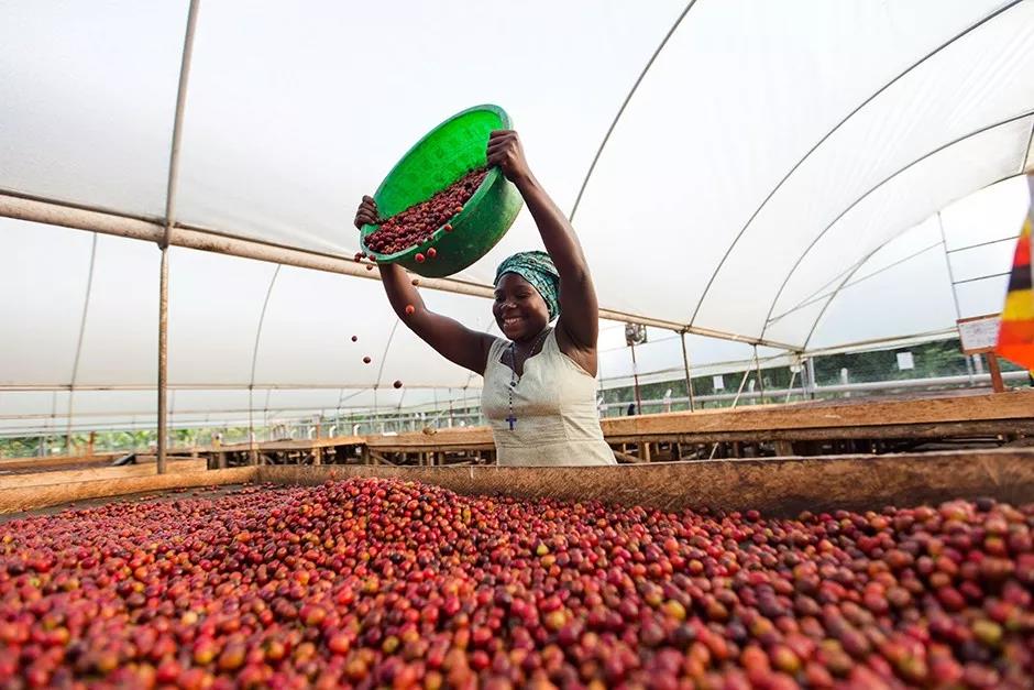 Natural coffee processing