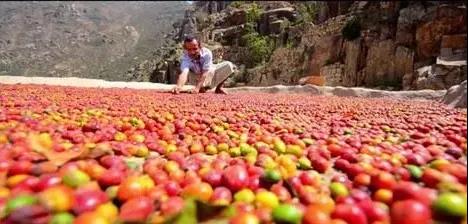 Natural coffee drying in Yemen