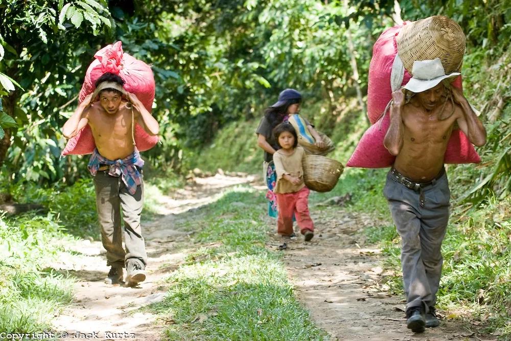 Chiapas coffee farming