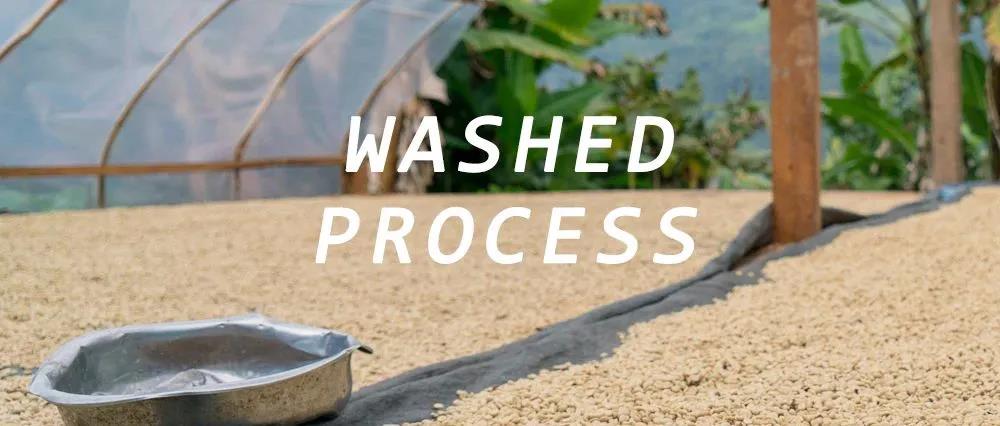 Washed coffee processing method