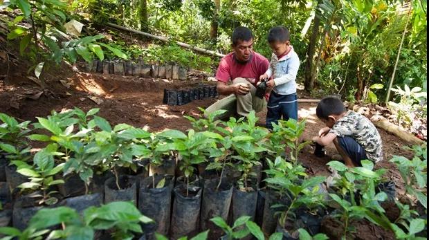 Organic coffee cultivation methods
