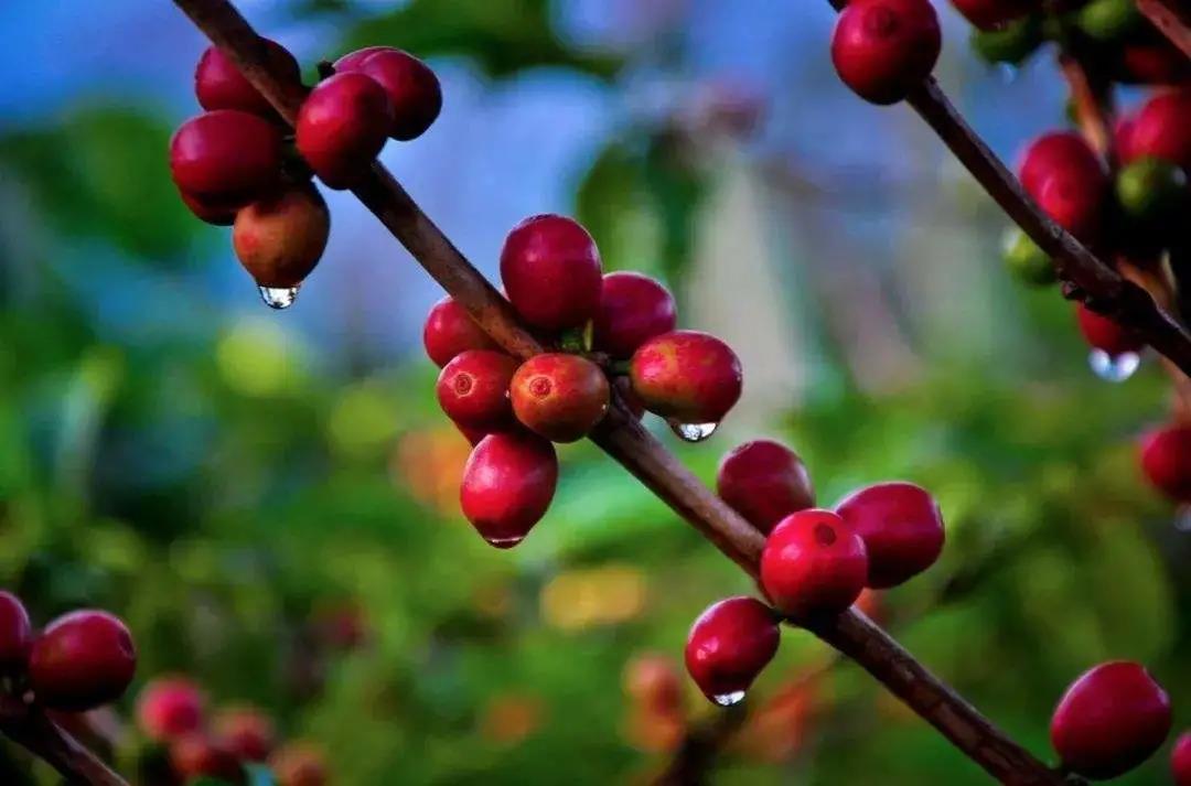 Bourbon coffee cherries showing their characteristic red color