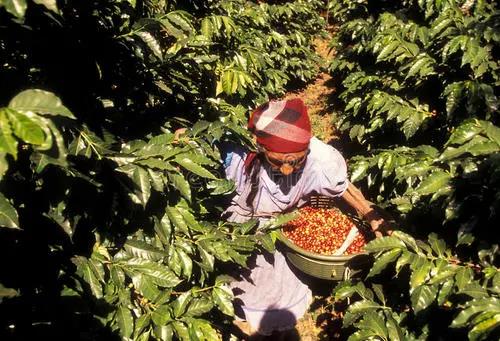 Cobán coffee region showing misty rainforest landscape