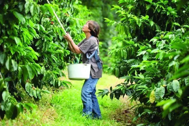 Maui Island coffee plantation