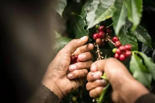 Kona coffee family farming