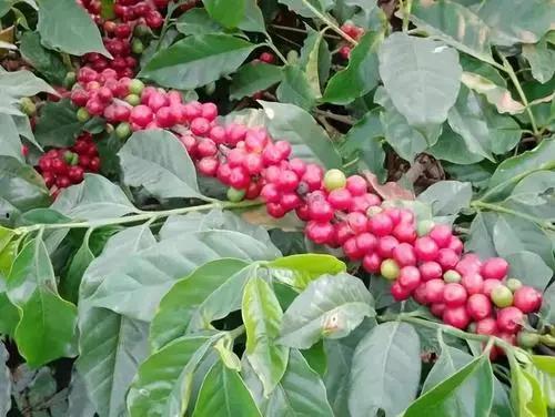 Typica coffee beans