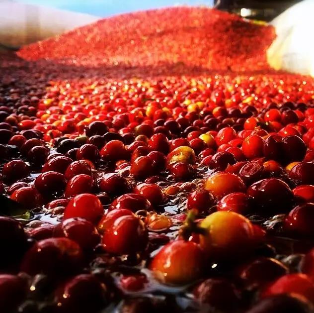 Washed coffee processing