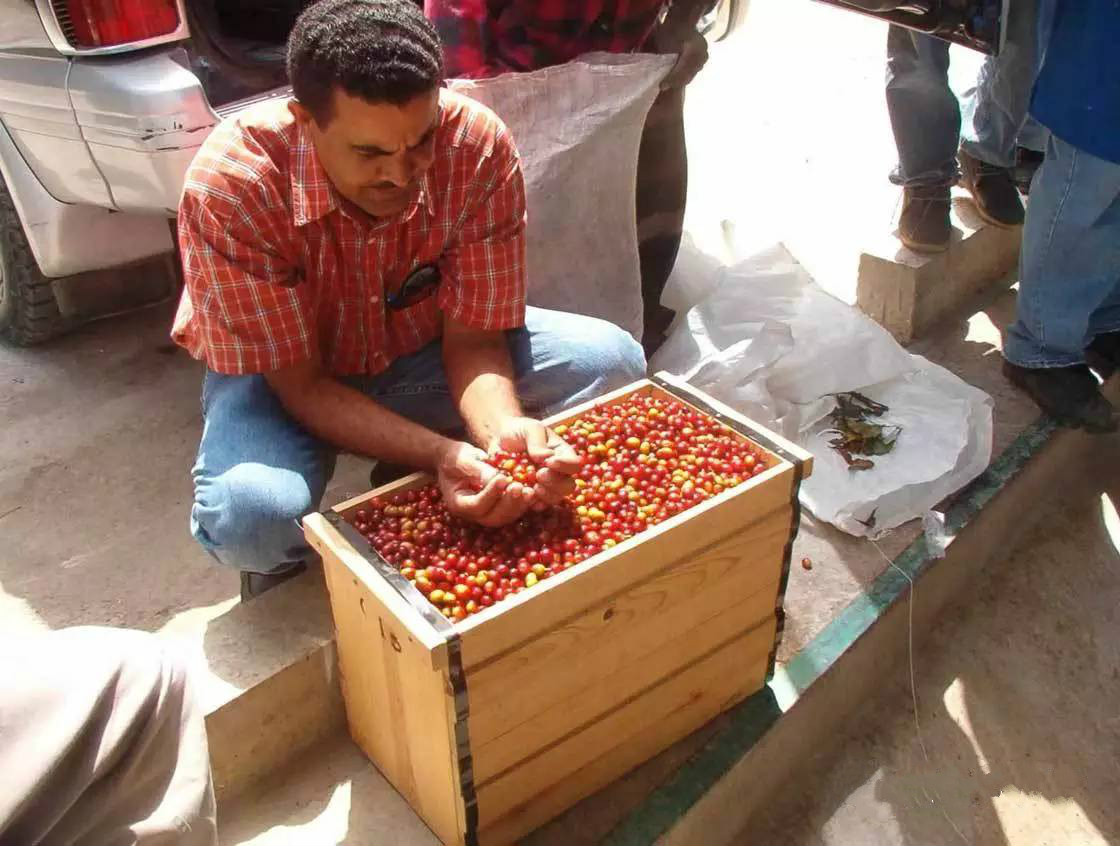 Natural drying process on raised beds