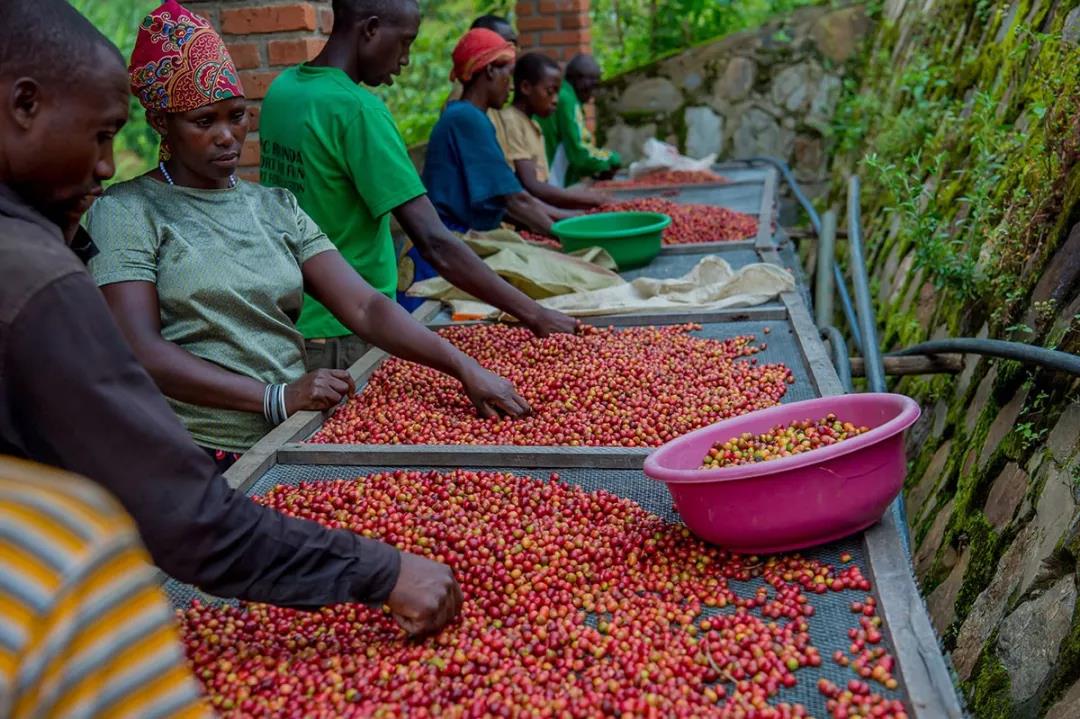 Rwandan coffee cherry varieties