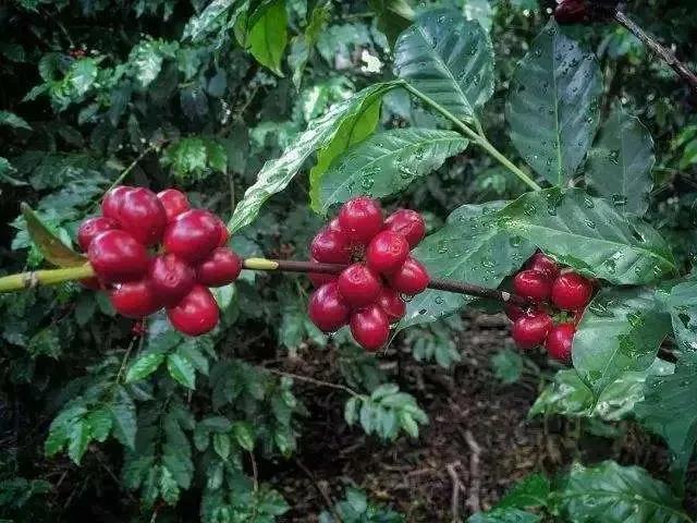 Typica coffee beans and leaves