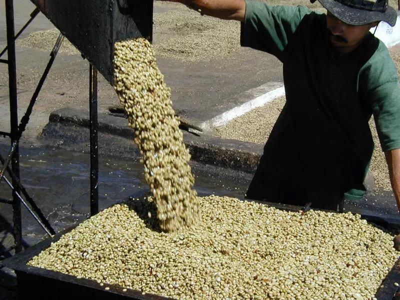 Washed coffee processing