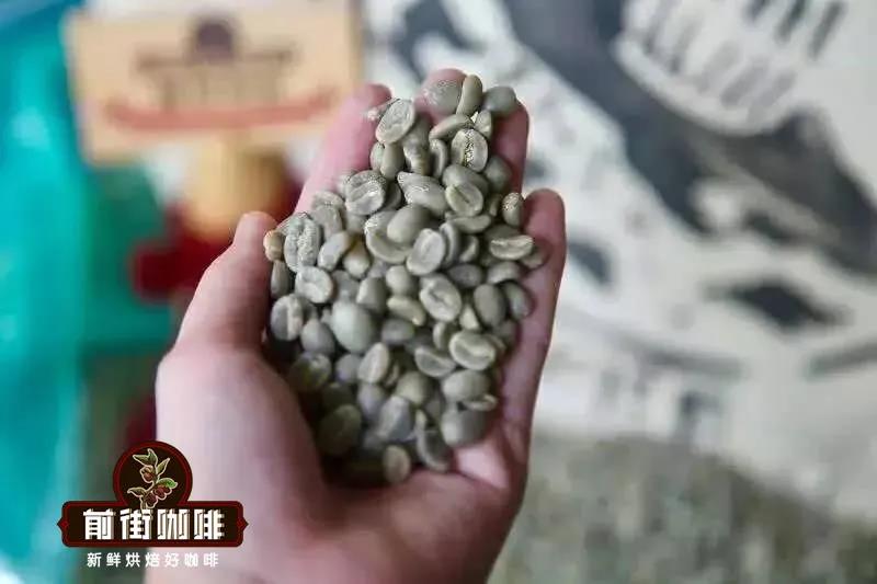 Blue Mountain Typica coffee beans