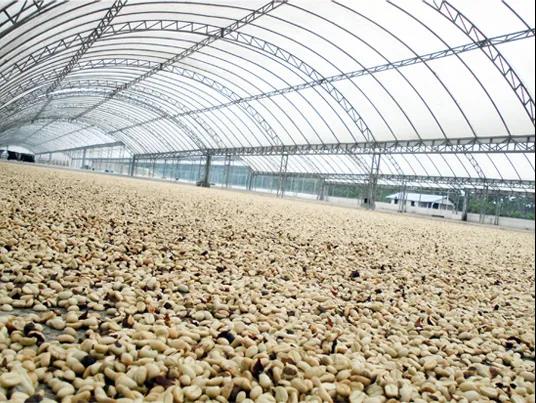 Washed coffee processing