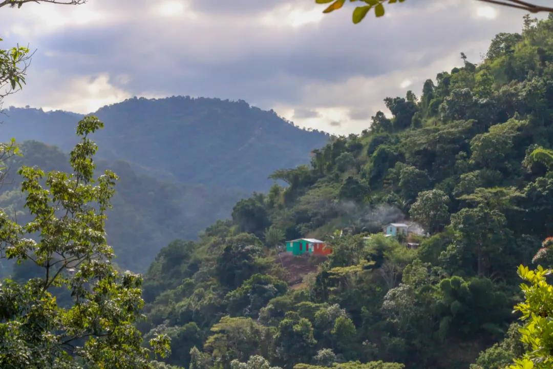 Natural coffee processing