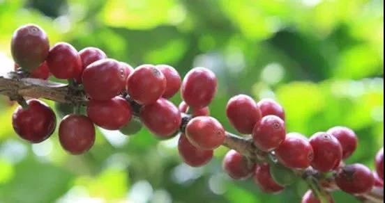 Caturra coffee plant