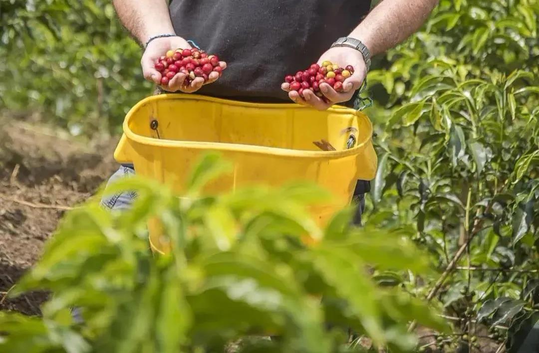 Colombia variety coffee beans