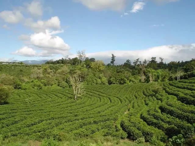 Costa Rican coffee plantation