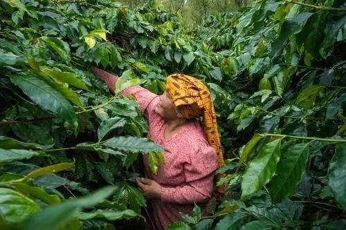 Indonesian coffee cultivation