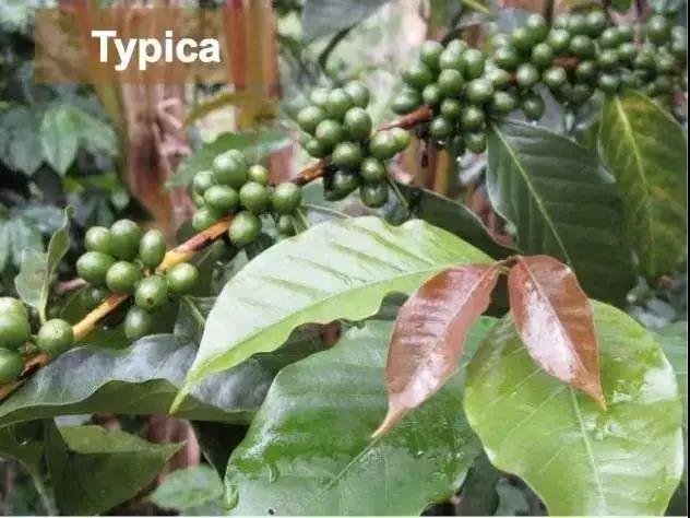 Indonesian coffee varieties