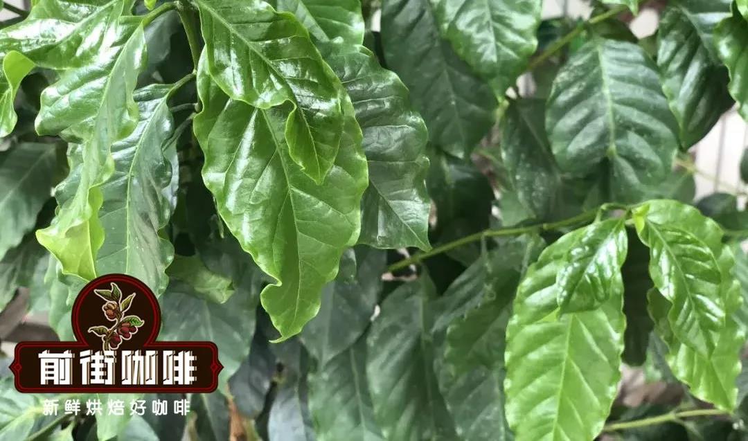 Catimor Coffee Cherries