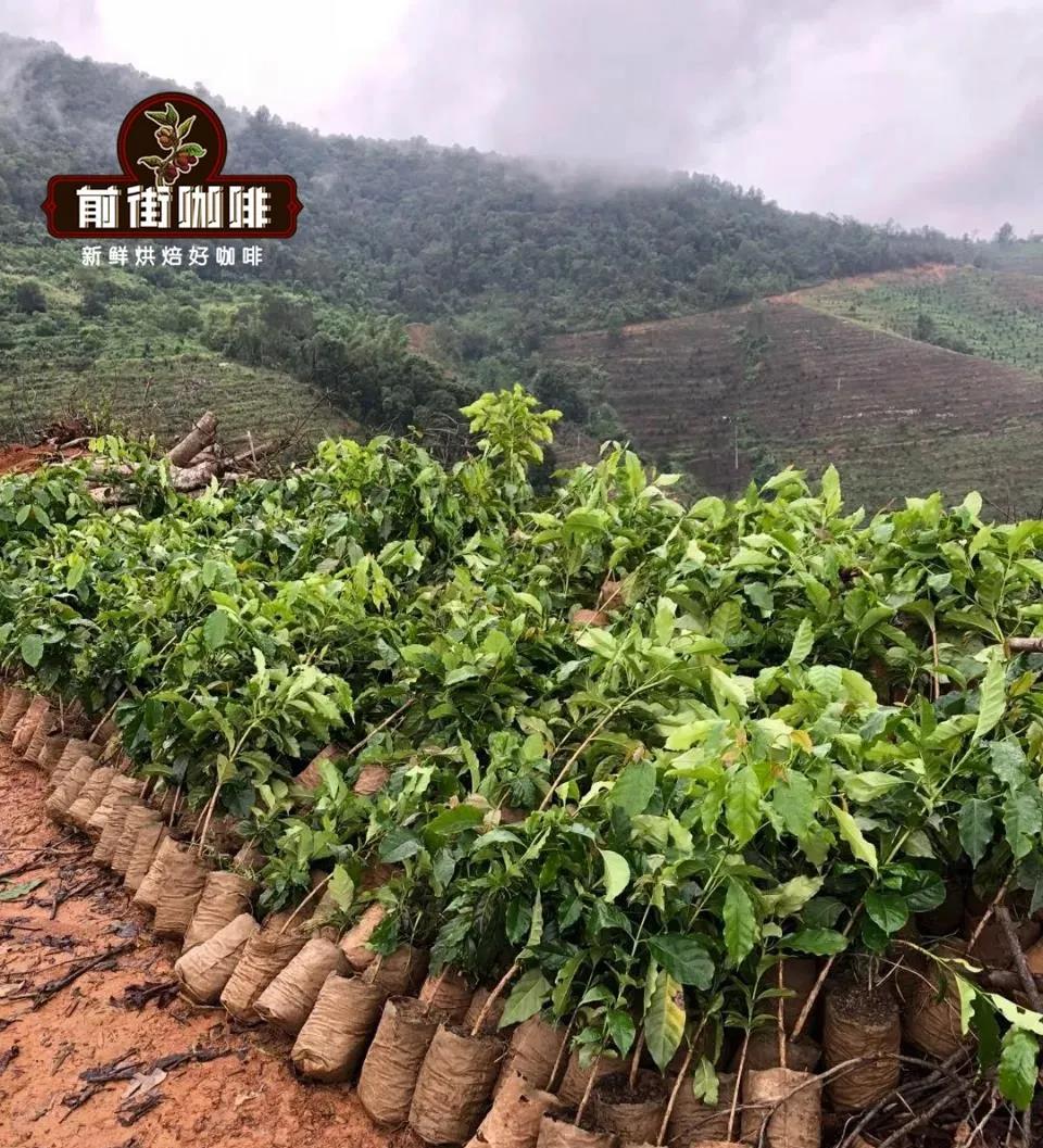 FrontStreet Coffee Plantation in Yunnan