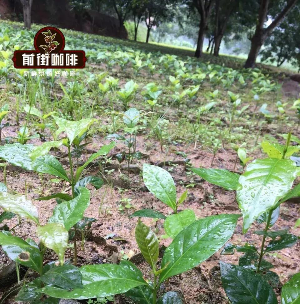 Typica Coffee Plant Structure