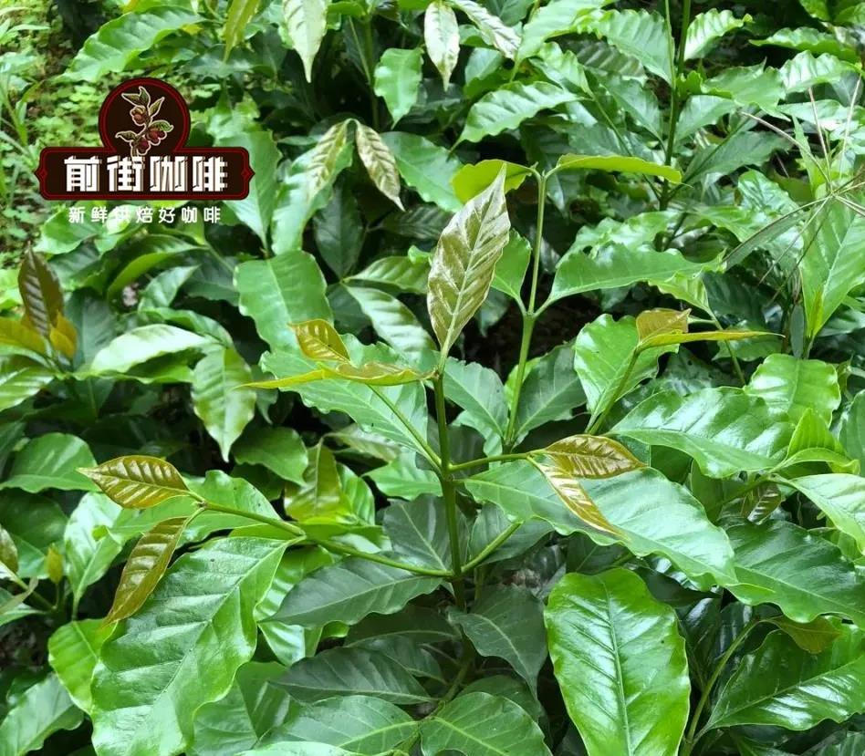 Typica Coffee Leaves and Fruits
