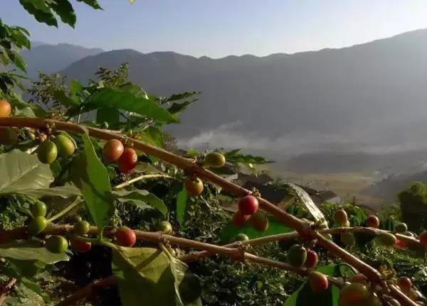 Pu'er Coffee Plantation