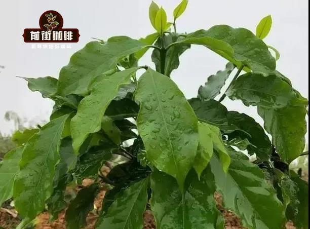 Washed Coffee Processing