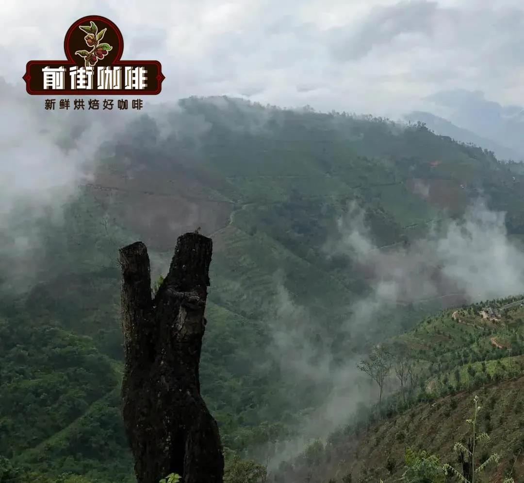 Misty Yunnan Coffee Mountains