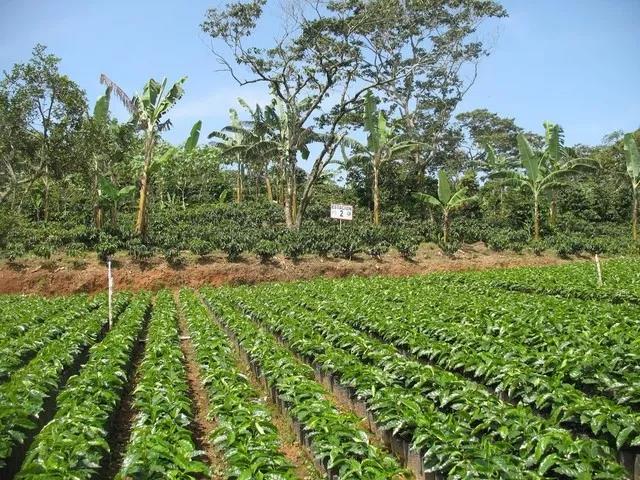 Honduras coffee plantation