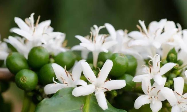 Catuai coffee variety