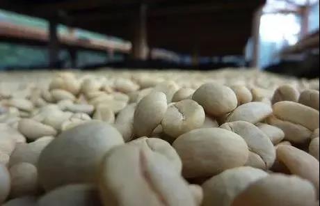 Coffee cherry washing process