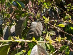 How to Brew Biloa Coffee with Yirgacheffe and Sidamo Regional Flavors?