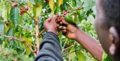 Yirgacheffe Werka Cooperative Coffee Beans: The Impact of Brewing Water Temperature on Yirgacheffe Coffee Flavor